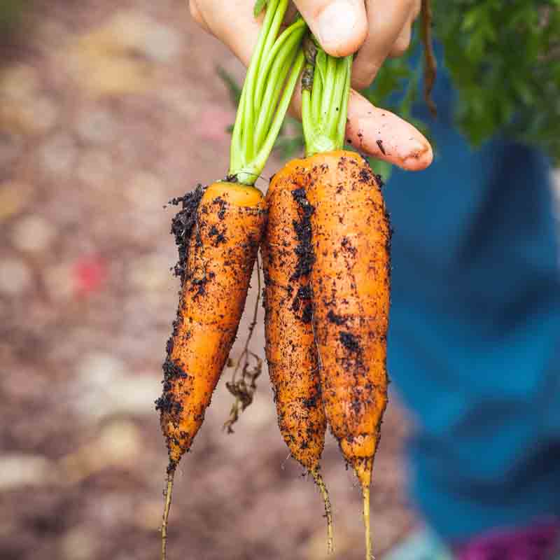 verduras
